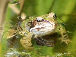 frosch